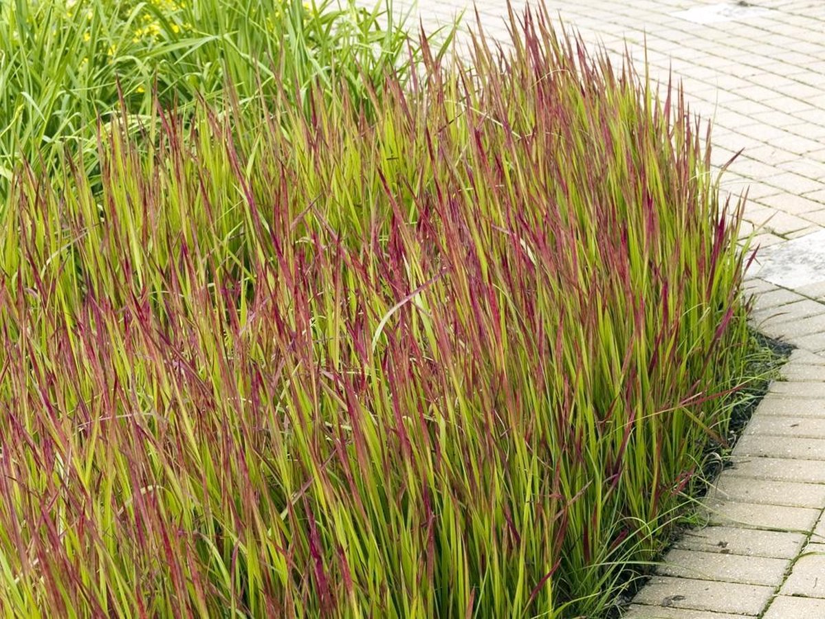 Waterdicht rechthoekig zonnezeil - 15 x 2 meter - schad12x Imperata cylindrica Red Baron - Japans Bloedgras in p9 (0,5 liter) potuwnet - bevestigingskoord - zonwering - balkon terras tuin (Kopie)