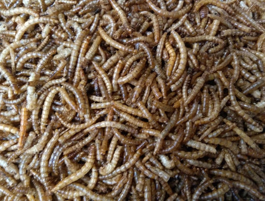 Meelwormen - Buitenvogelvoer (60 Liter)(10KG)