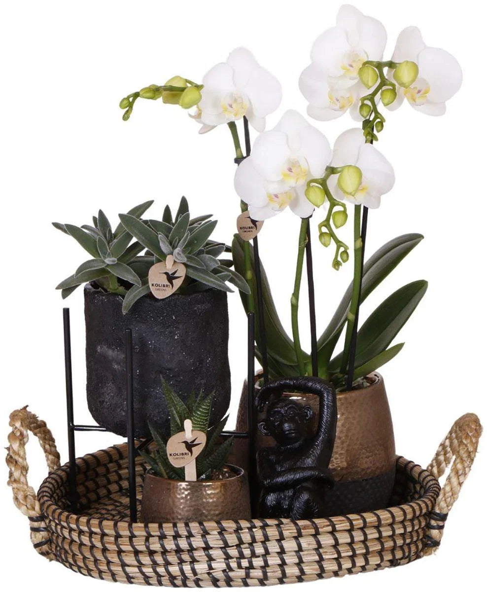 Cadeauset Home Hub | Plantenset met Phalaenopsis Orchidee en Succulenten incl. keramieken sierpotten