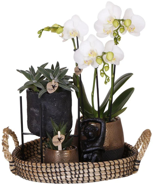Cadeauset Home Hub | Plantenset met Phalaenopsis Orchidee en Succulenten incl. keramieken sierpotten