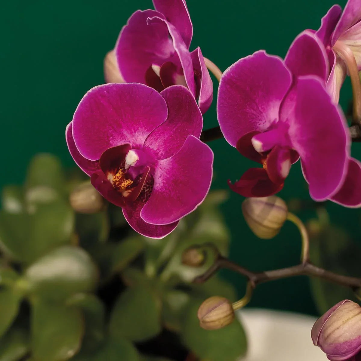 Cadeauset Hotel Chic | Plantenset met paarse Phalaenopsis Orchidee en Vetplanten incl. keramische sierpotten -