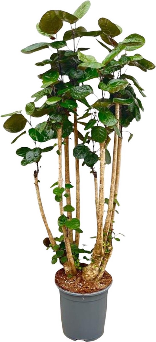Grote variant Polyscias scutellaria (Polyscias Fabian) | Goede luchtzuiveraar voor binnenruimtes - 160 cm hoog - Ø27