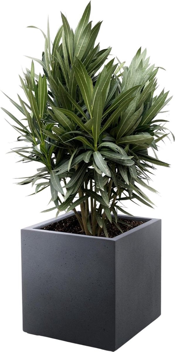 Nerium Oleander struik met rode bloem - hoogte 110 cm - potmaat Ø22, voor buiten