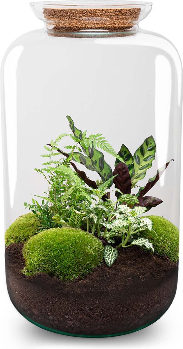 DIY terrarium - Botanical Sven XL - ↑ 43 cm