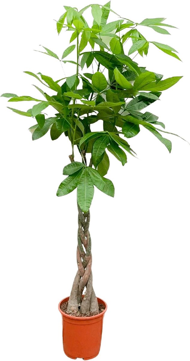 Pachira Aquatica - 180 cm - ø27