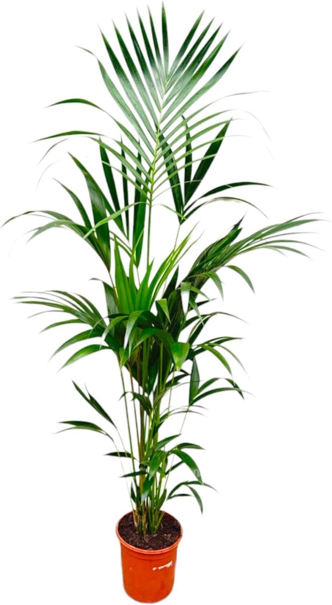 Kentiapalm -