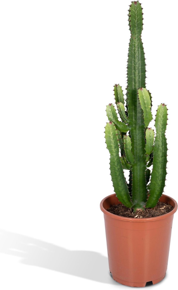Cactus Euphorbia Acrurensis - Kamerplant - stekelige cactus voor binnen - 90cm