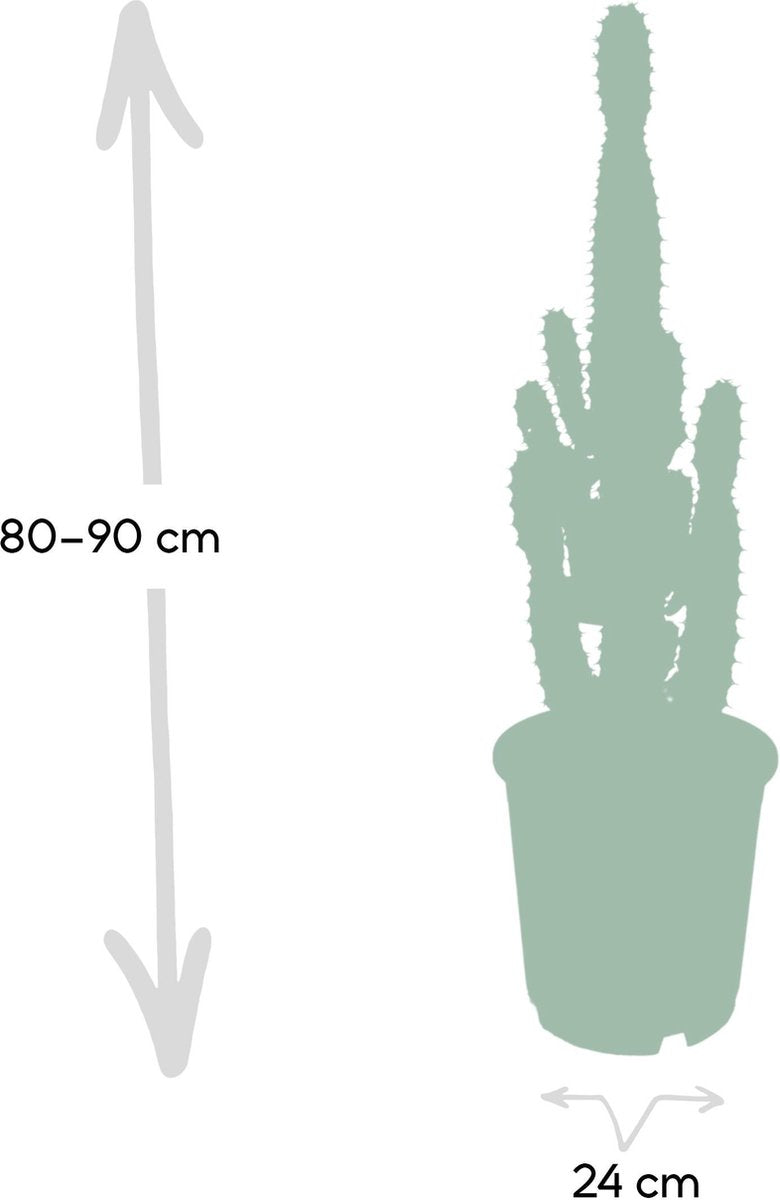 Cactus Euphorbia Acrurensis - Kamerplant - stekelige cactus voor binnen - 90cm