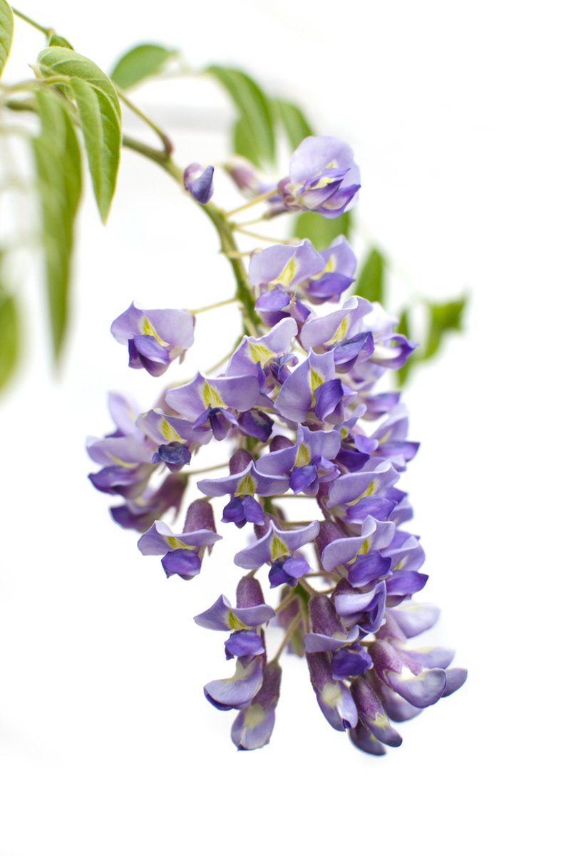 2x Blauwe Regen, kleur Lavendel Blauw, Klimplant, Wisteria sinensis 'Prolific' - ↨65cm - Ø15