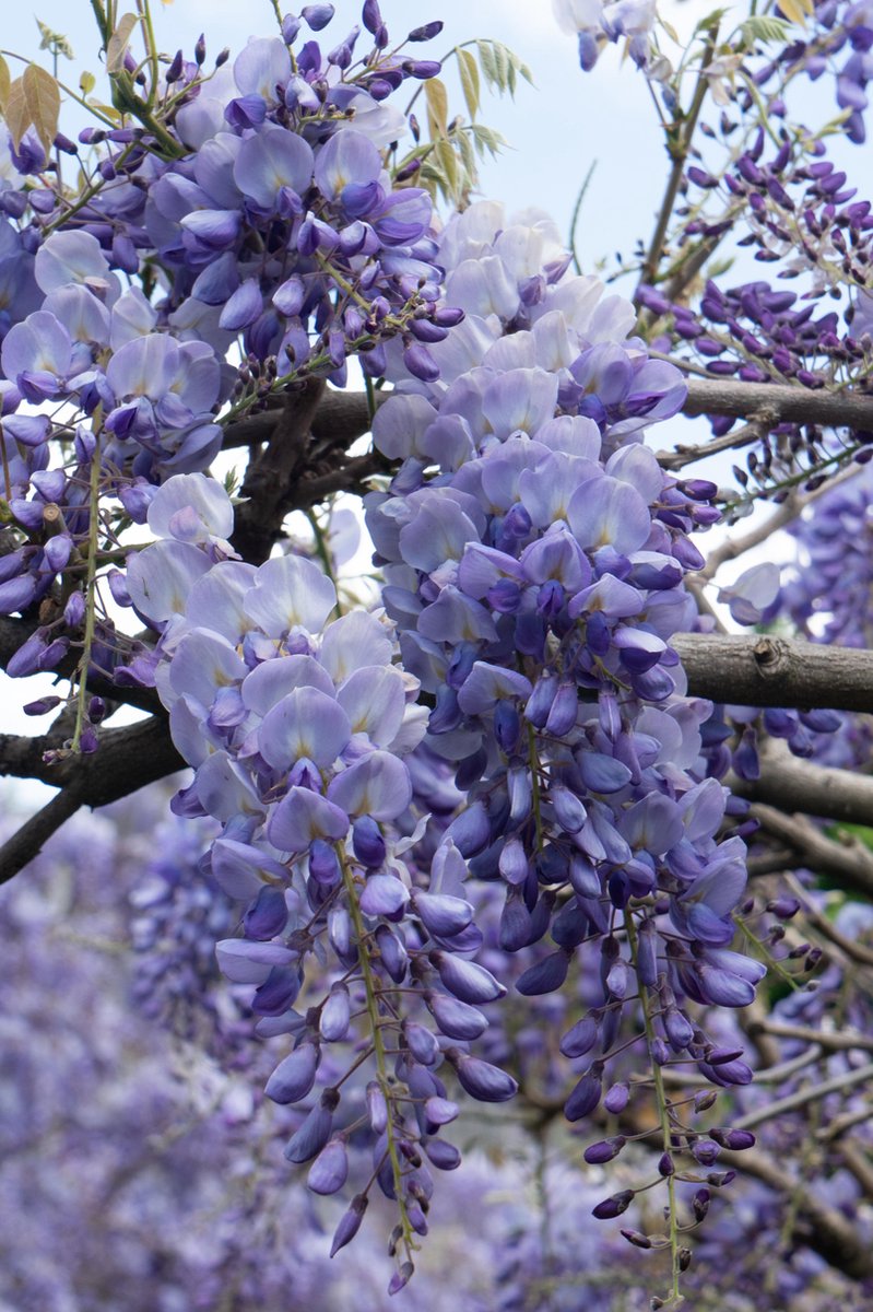 2x Blauwe Regen, kleur Lavendel Blauw, Klimplant, Wisteria sinensis 'Prolific' - ↨65cm - Ø15
