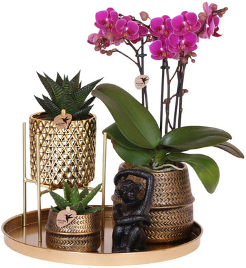 Gift set Hotel Chic | Plantenset met paarse Phalaenopsis Orchidee en Succulenten incl. keramieken sierpotten -
