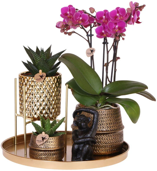 Cadeauset Hotel Chic | Plantenset met paarse Phalaenopsis Orchidee en Vetplanten incl. keramische sierpotten -