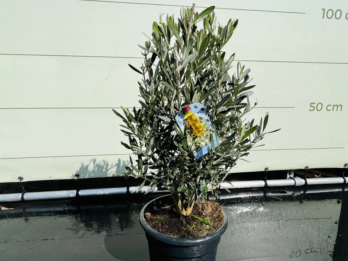 Olijfboom - Olea Europea - Olijfstruik - Winterhard - Pot Ø 20cm - Hoogte 70-80cm