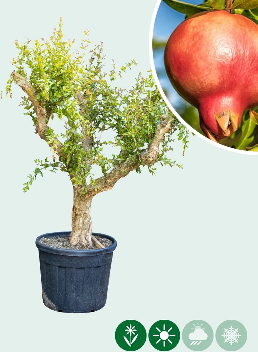 Granaatappelboom Punica granatum h 155 cm st. omtrek 35 cm