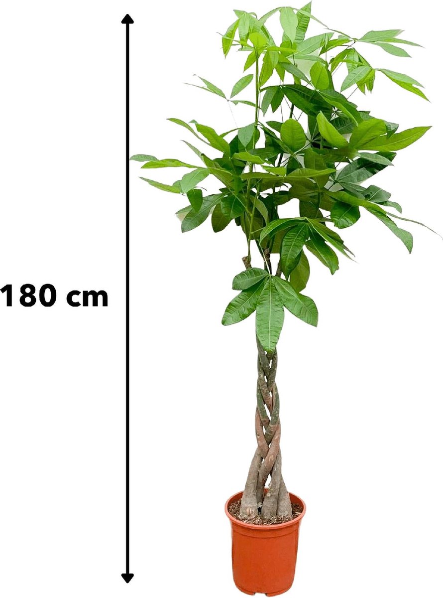 Pachira Aquatica - 180 cm - ø27