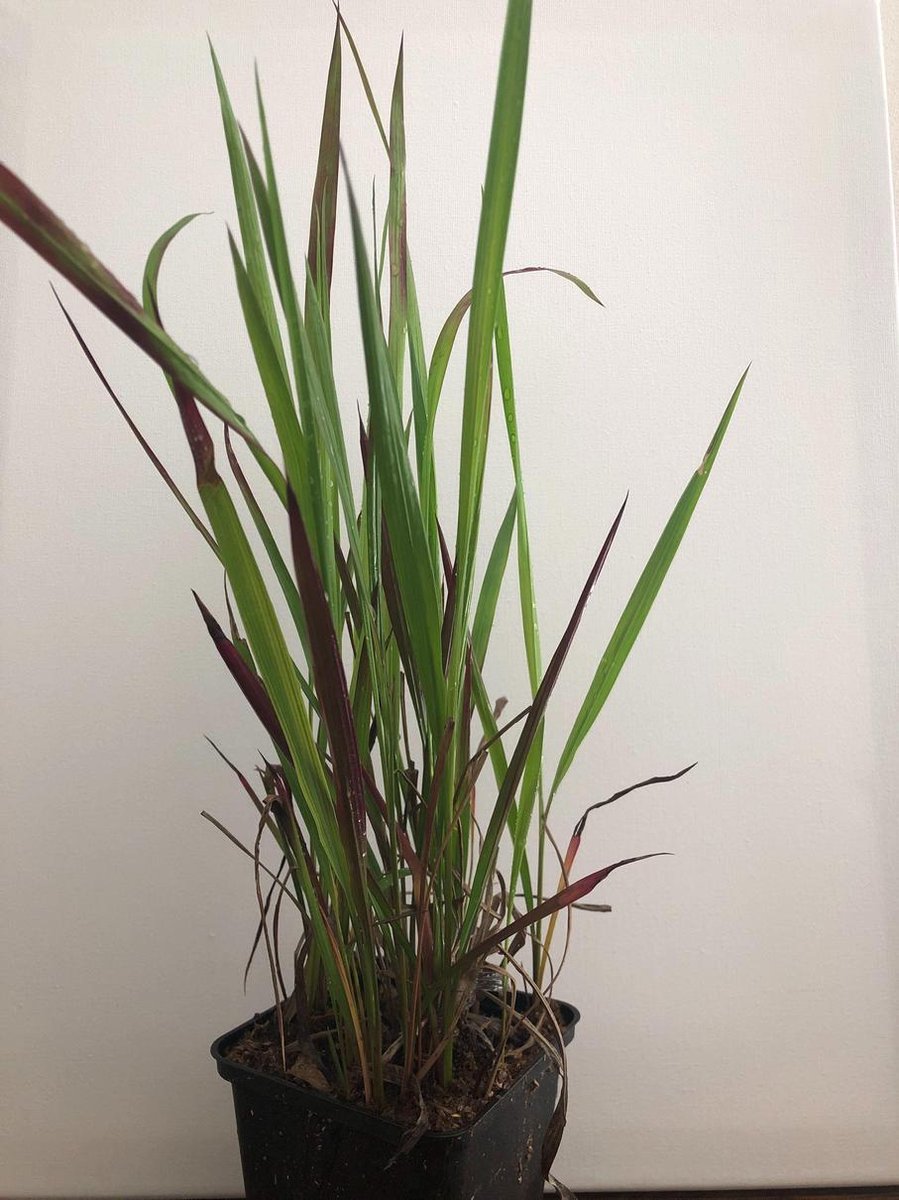 Waterdicht rechthoekig zonnezeil - 15 x 2 meter - schad12x Imperata cylindrica Red Baron - Japans Bloedgras in p9 (0,5 liter) potuwnet - bevestigingskoord - zonwering - balkon terras tuin (Kopie)