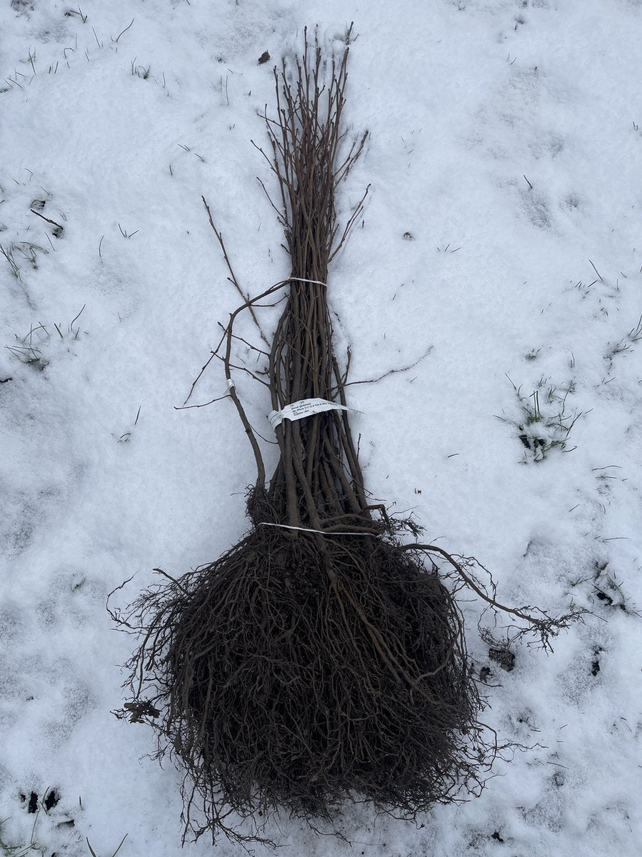 25 x Alnus glutinosa - Zwarte els 60-90 cm blote wortel
