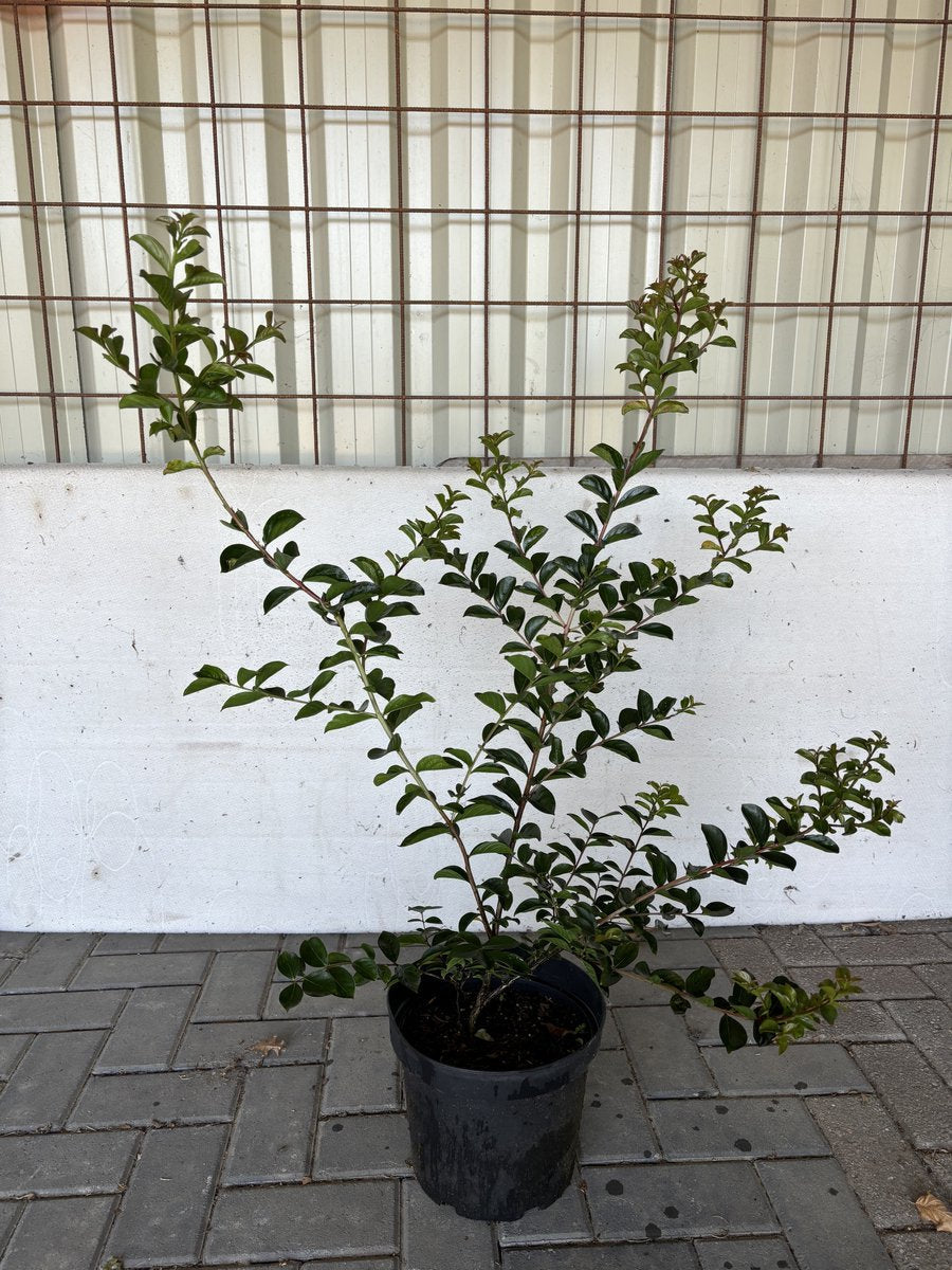 Lagerstroemia indica ‘Pink‘s Perfect Beauty‘ 100-125 cm in pot