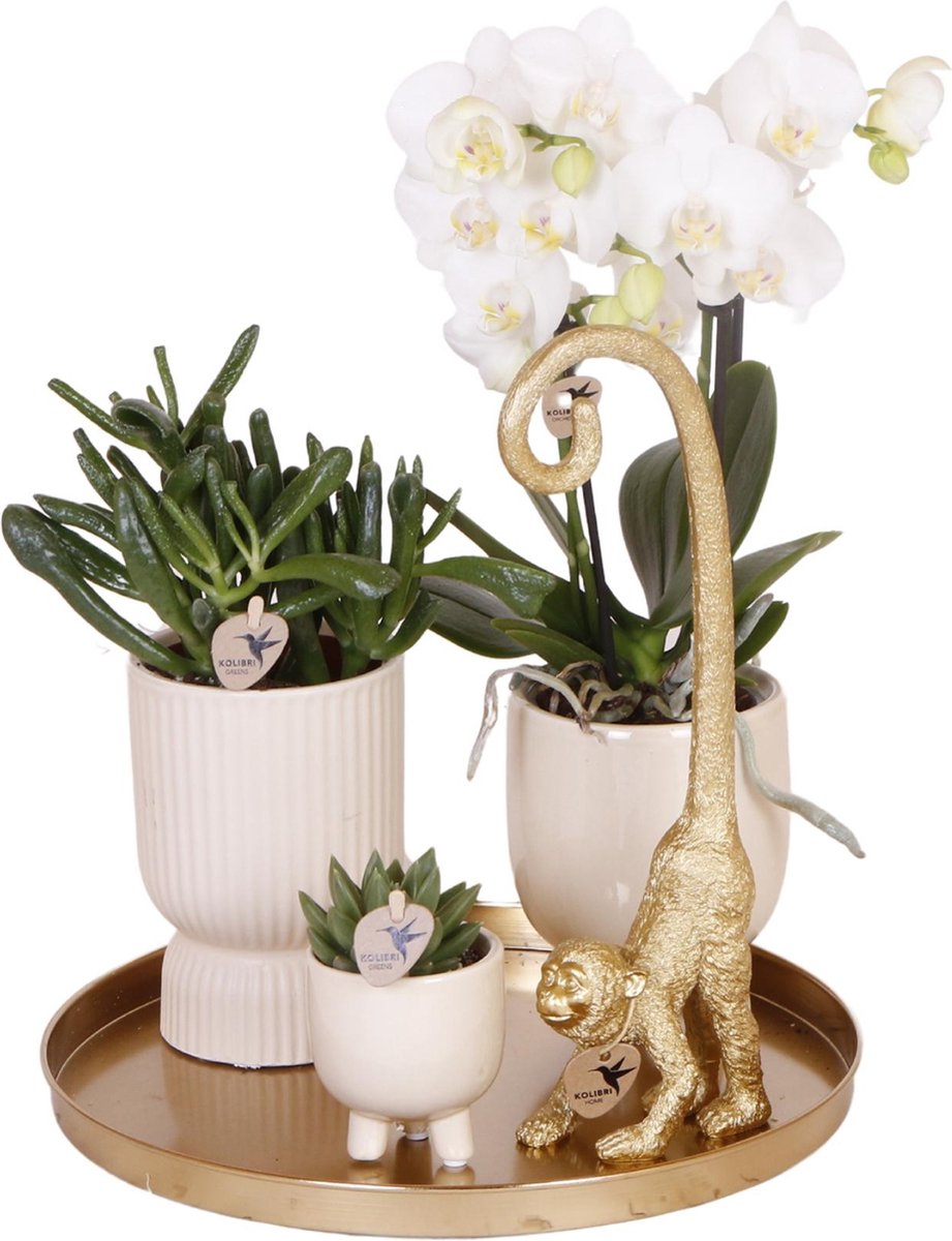 Kolibri Company | Cadeauset Luxury Living | Plantenset met witte Phalaenopsis Orchidee en Succulenten incl. keramieken sierpotten -