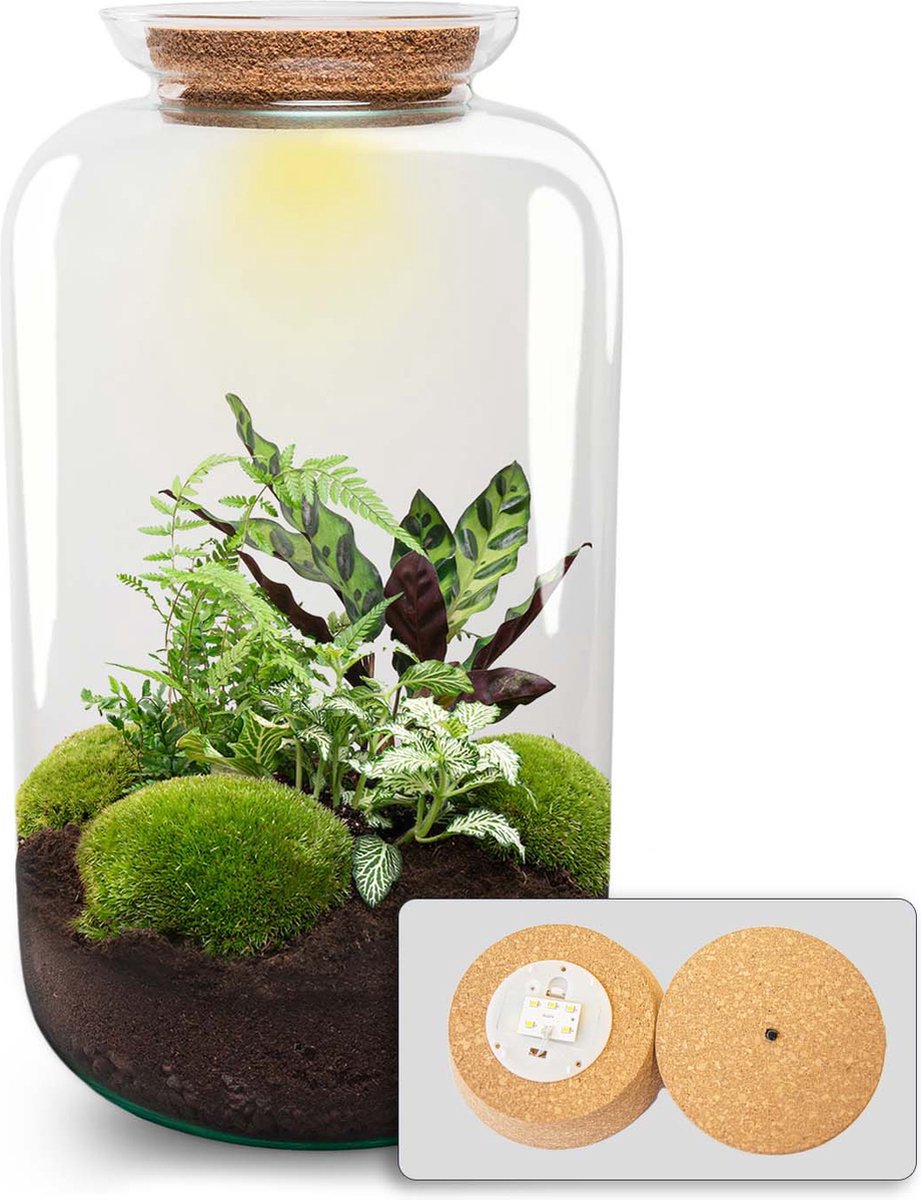 DIY terrarium - Botanical Sven XL - ↑ 43 cm