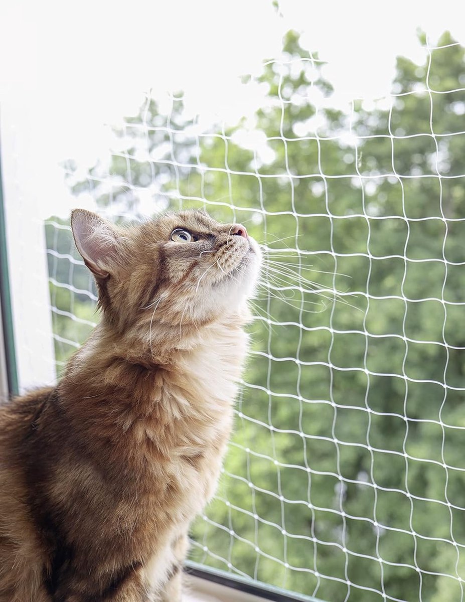 Kattennet