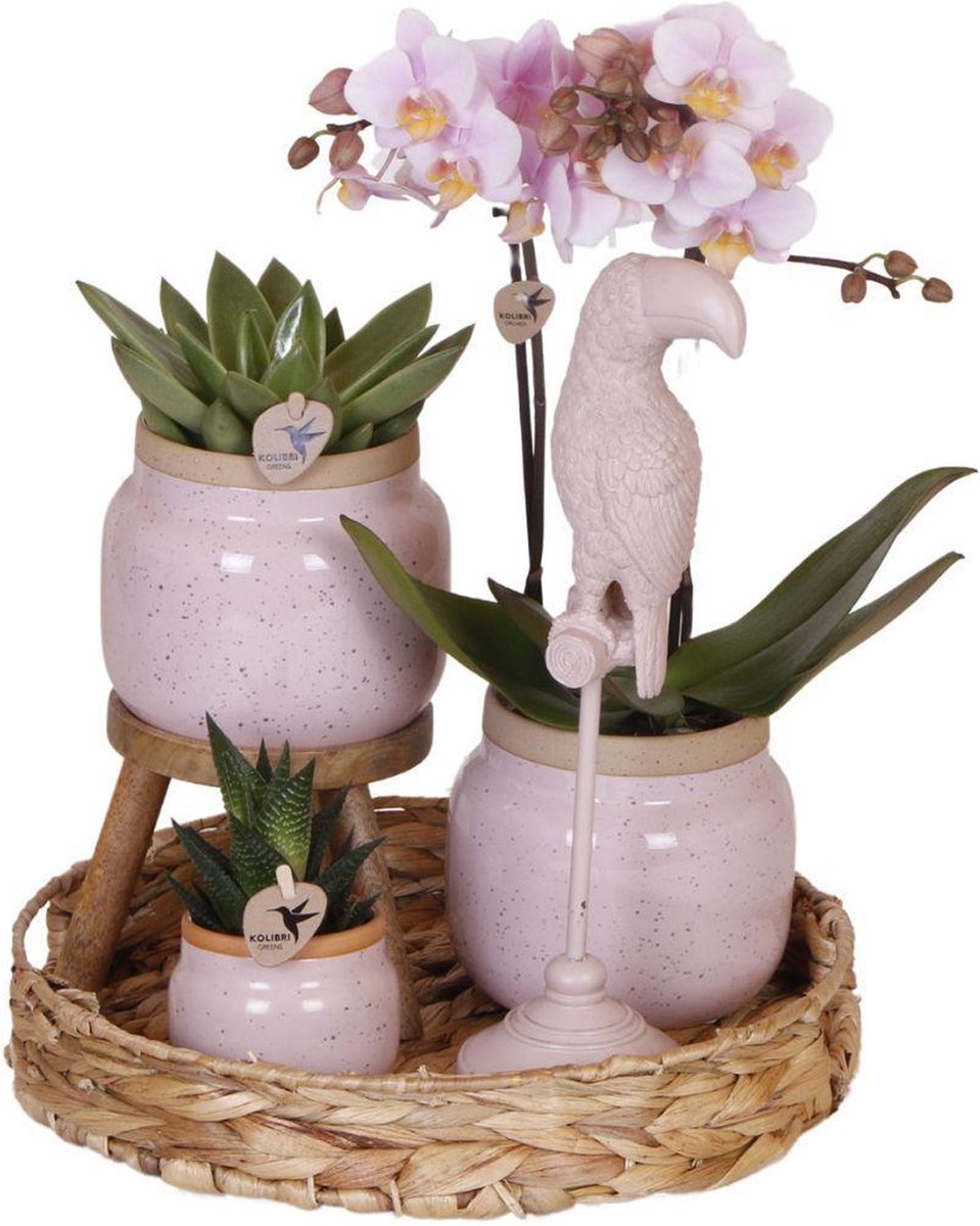 Cadeauset Romantisch | Plantenset met roze Phalaenopsis Orchidee en Succulenten incl. keramieken sierpotten