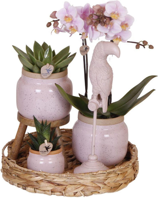 Cadeauset Romantisch | Plantenset met roze Phalaenopsis Orchidee en Succulenten incl. keramieken sierpotten