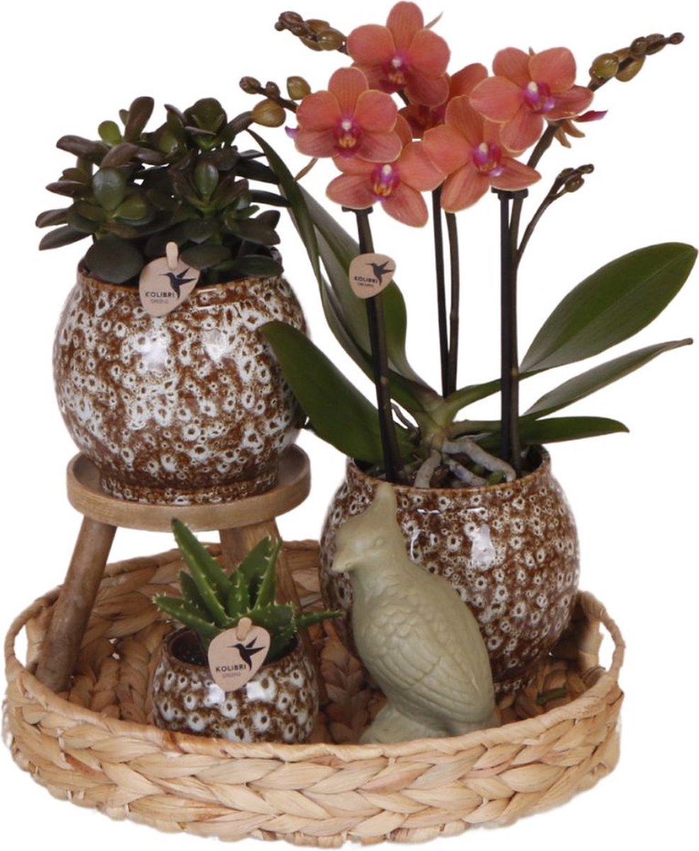 Cadeauset Untamed Nature | Plantenset met rode Phalaenopsis Orchidee en Vetplanten incl. keramische sierpotten
