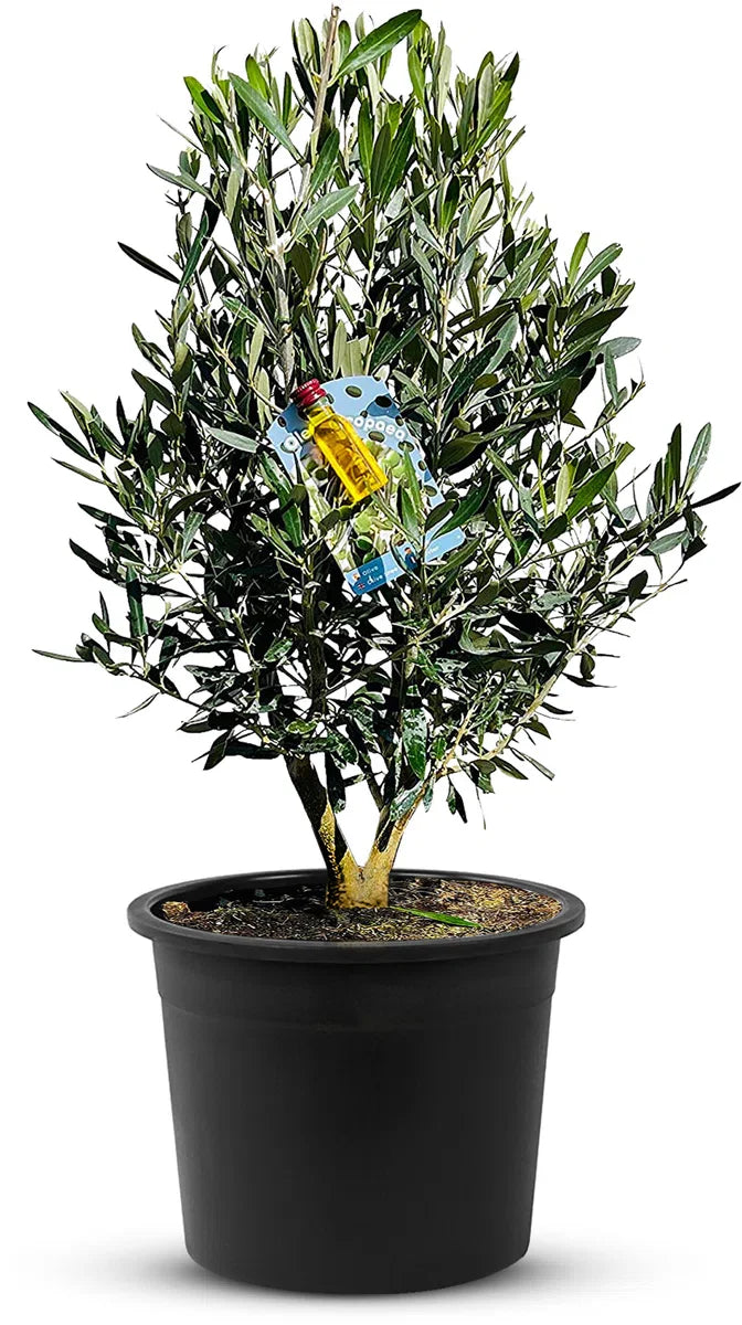 Olijfboom - Olea Europea - Olijfstruik - Winterhard - Pot Ø 20cm - Hoogte 70-80cm