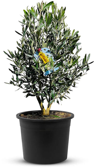 Olijfboom - Olea Europea - Olijfstruik - Winterhard - Pot âŒ€ 20cm - Hoogte 70-80cm