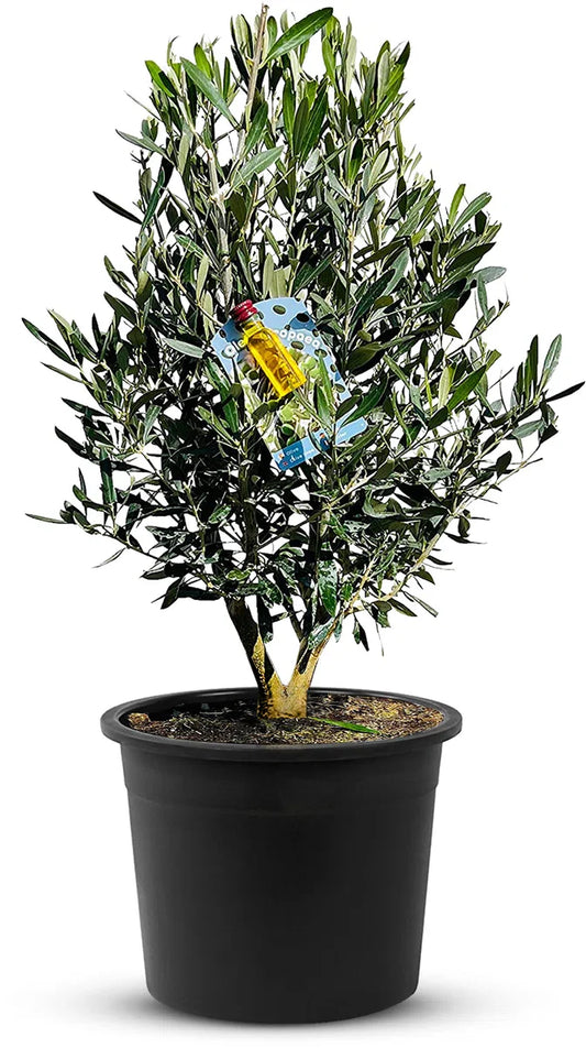 Olijfboom - Olea Europea - Olijfstruik - Winterhard - Pot Ø 20cm - Hoogte 70-80cm