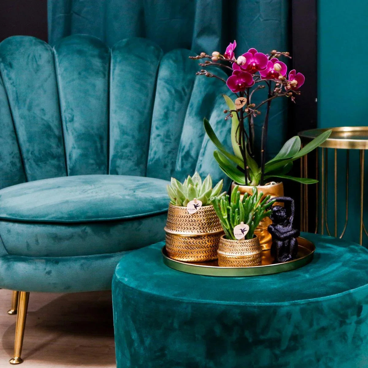 Cadeauset Hotel Chic | Plantenset met paarse Phalaenopsis Orchidee en Vetplanten incl. keramische sierpotten -