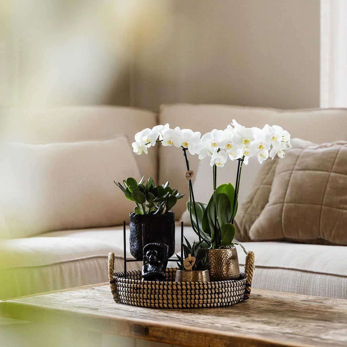 Cadeauset Home Hub | Plantenset met Phalaenopsis Orchidee en Succulenten incl. keramieken sierpotten