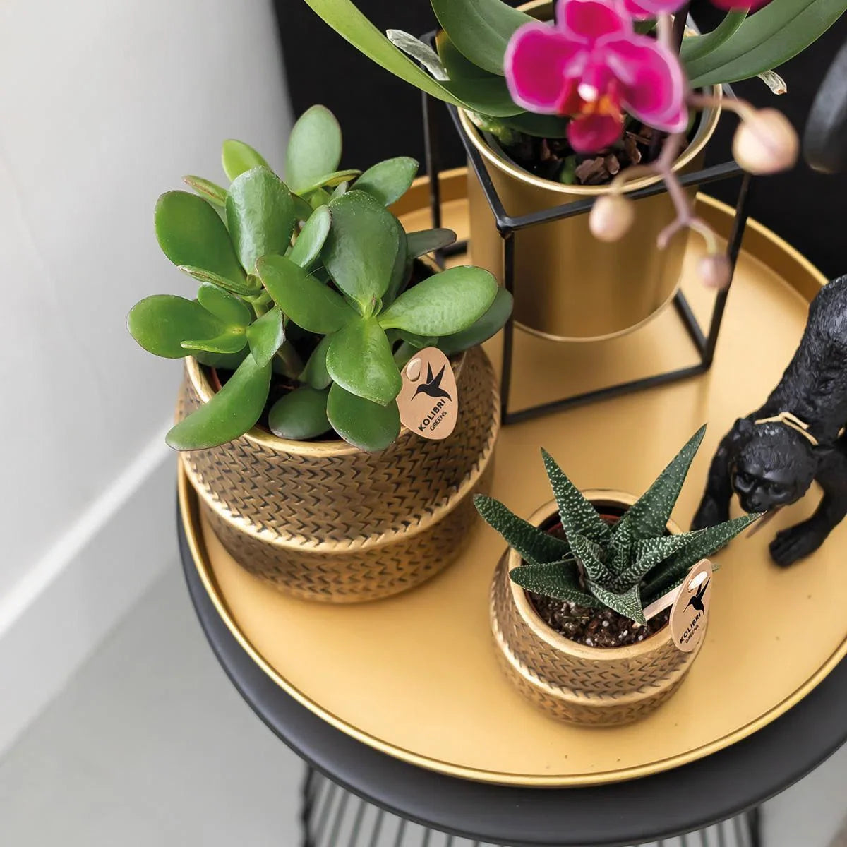 Cadeauset Hotel Chic | Plantenset met paarse Phalaenopsis Orchidee en Vetplanten incl. keramische sierpotten -