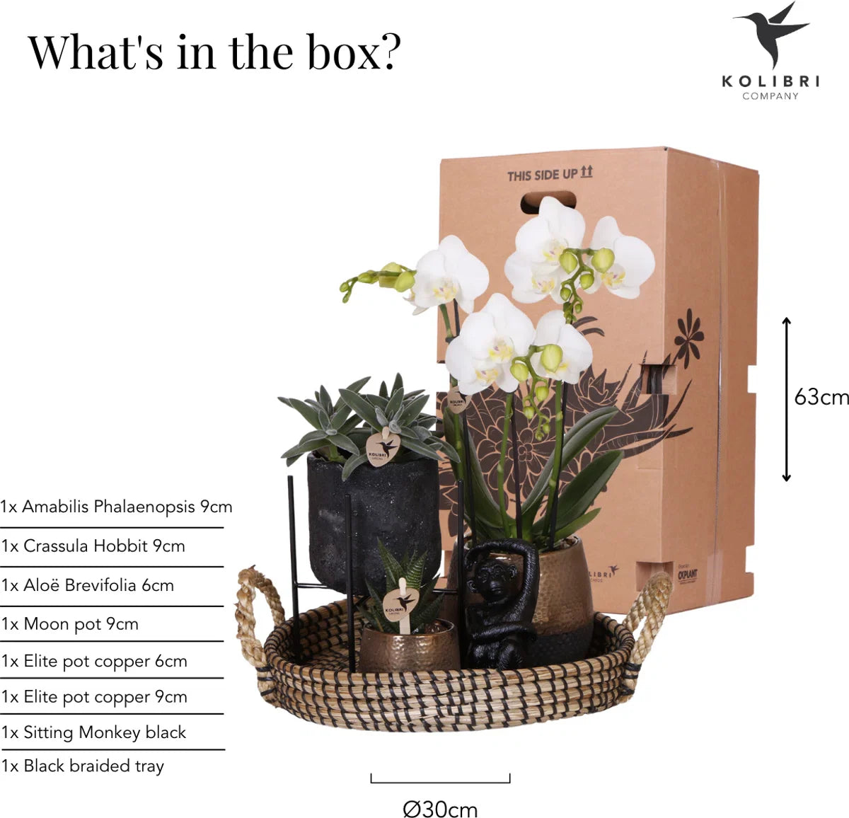 Cadeauset Home Hub | Plantenset met Phalaenopsis Orchidee en Succulenten incl. keramieken sierpotten