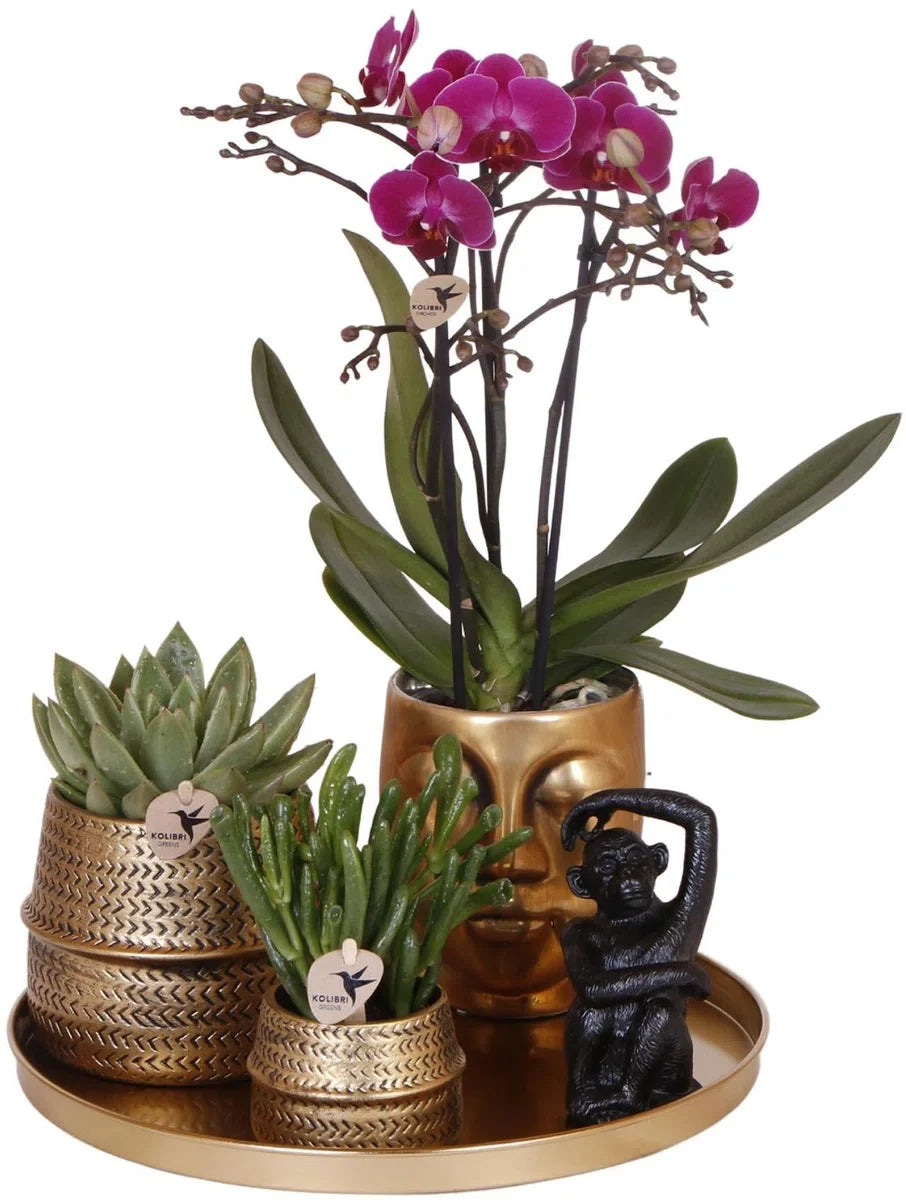 Cadeauset Hotel Chic | Plantenset met paarse Phalaenopsis Orchidee en Vetplanten incl. keramische sierpotten -
