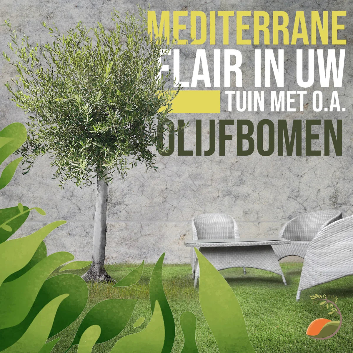 Olijfboom - Olea Europea - Olijfstruik - Winterhard - Pot Ø 20cm - Hoogte 70-80cm