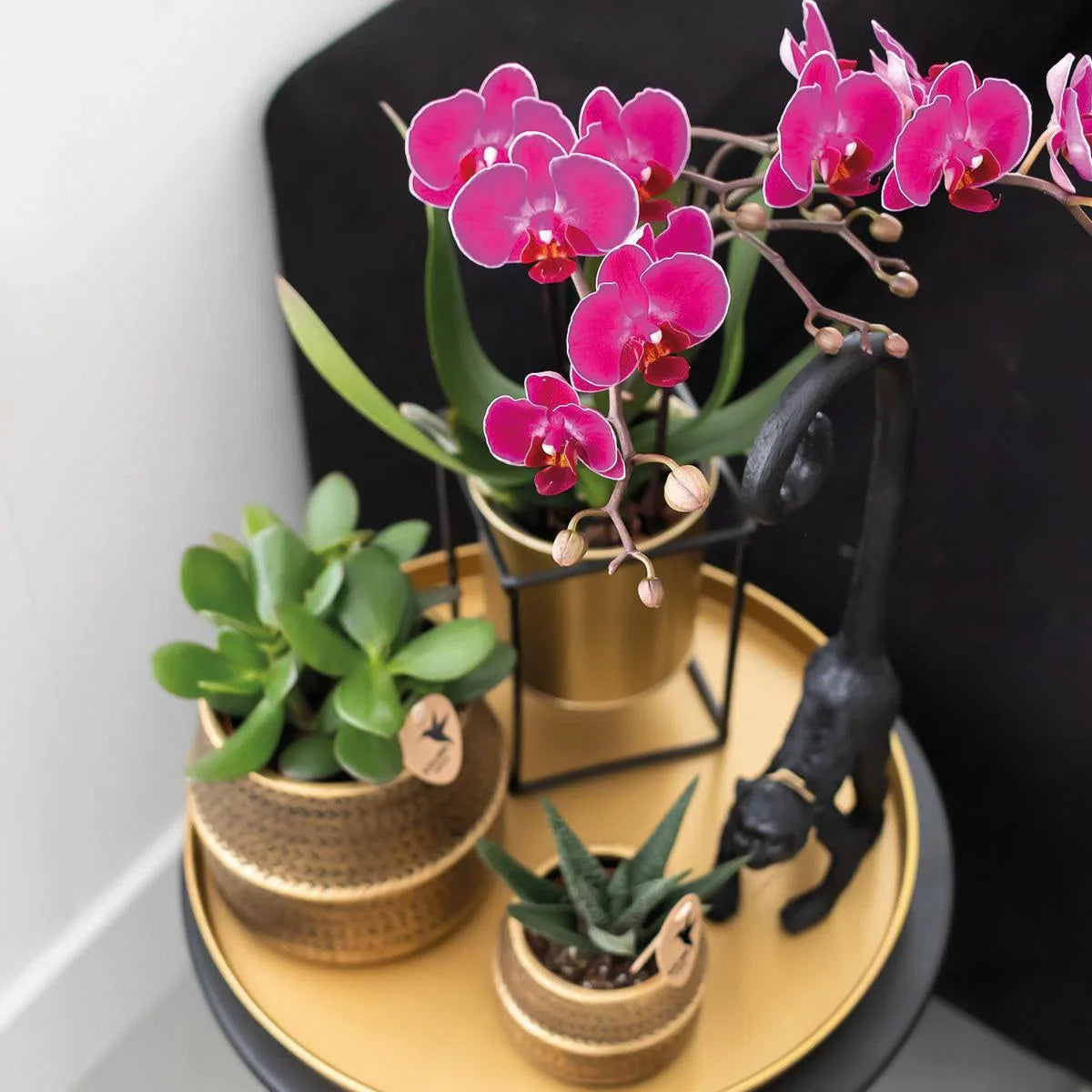 Cadeauset Hotel Chic | Plantenset met paarse Phalaenopsis Orchidee en Vetplanten incl. keramische sierpotten -