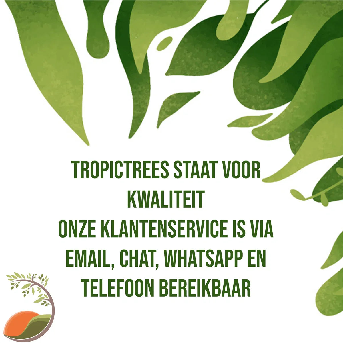 Olijfboom - Olea Europea - Olijfstruik - Winterhard - Pot Ø 20cm - Hoogte 70-80cm