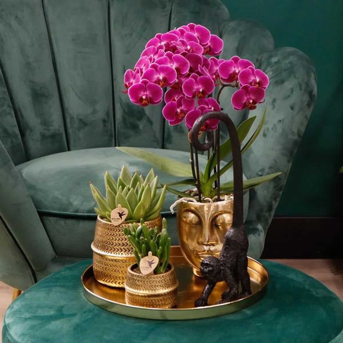 Cadeauset Hotel Chic | Plantenset met paarse Phalaenopsis Orchidee en Vetplanten incl. keramische sierpotten -
