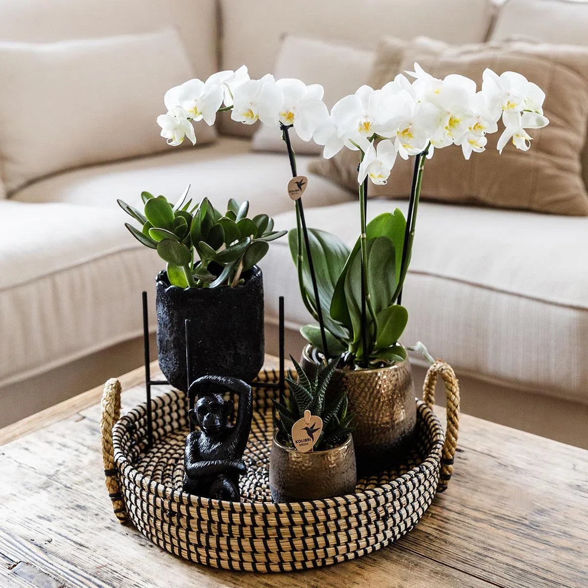 Cadeauset Home Hub | Plantenset met Phalaenopsis Orchidee en Succulenten incl. keramieken sierpotten