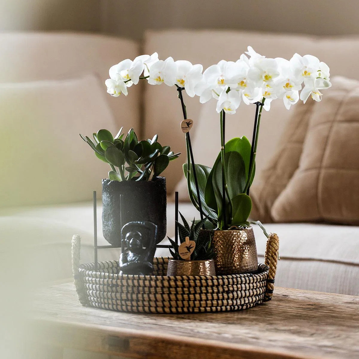 Cadeauset Home Hub | Plantenset met Phalaenopsis Orchidee en Succulenten incl. keramieken sierpotten