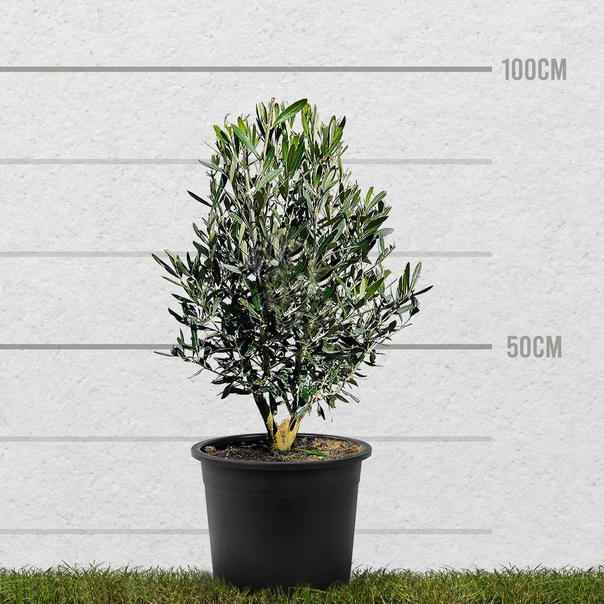 Olijfboom - Olea Europea - Olijfstruik - Winterhard - Pot Ø 20cm - Hoogte 70-80cm