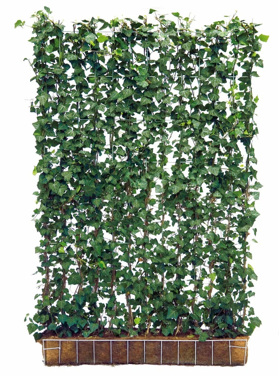 Ready-made hedge Hedera Helix Woerner 100 cm