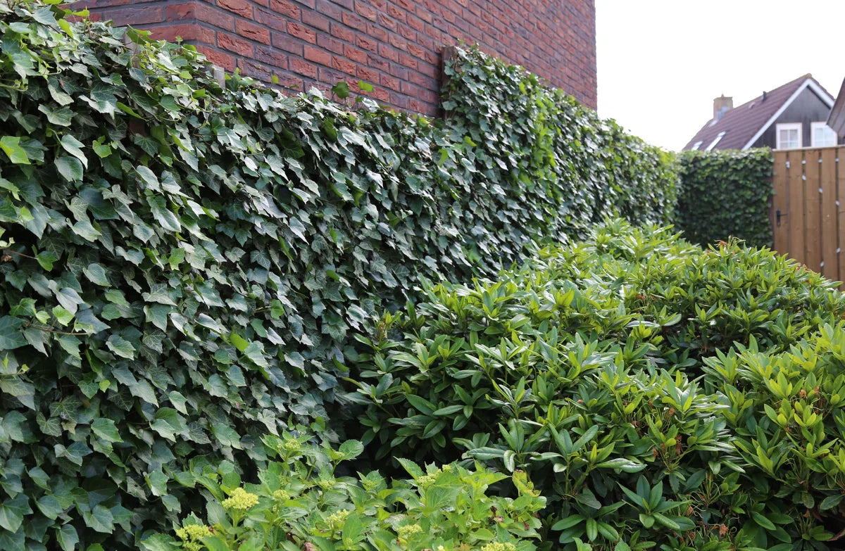 Ready-made hedge Hedera Helix Woerner 100 cm