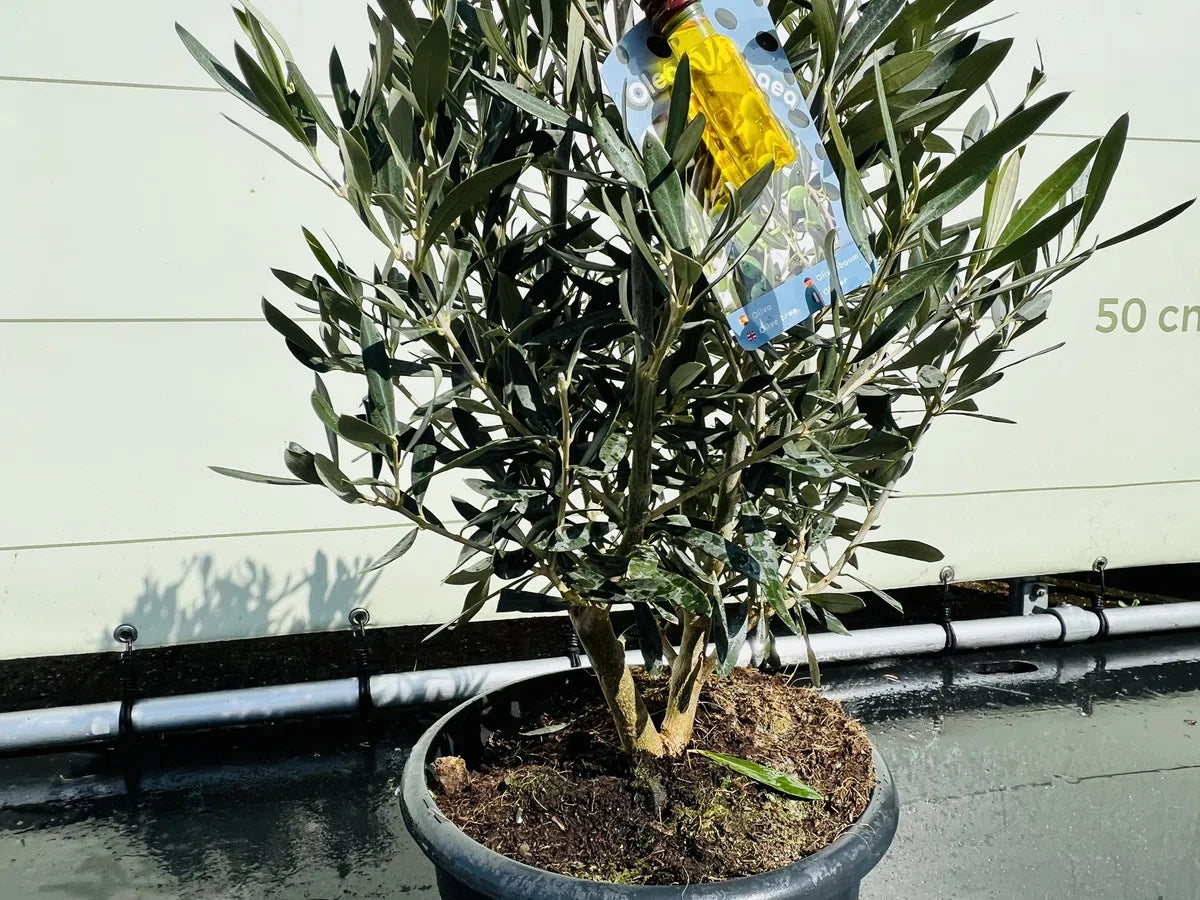 Olijfboom - Olea Europea - Olijfstruik - Winterhard - Pot Ø 20cm - Hoogte 70-80cm