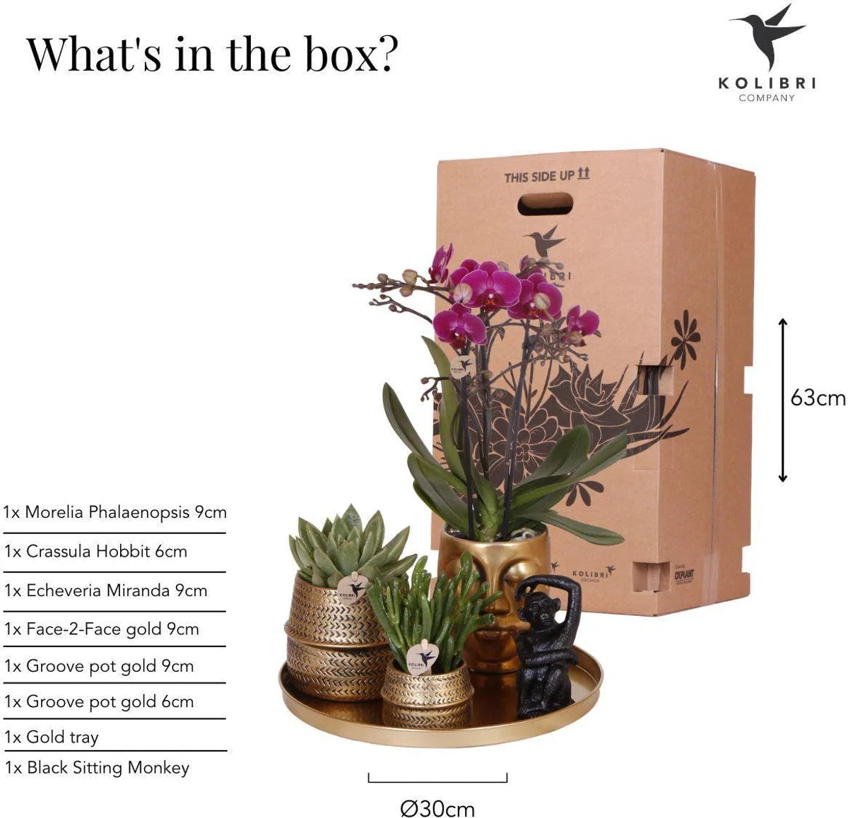 Cadeauset Hotel Chic | Plantenset met paarse Phalaenopsis Orchidee en Vetplanten incl. keramische sierpotten -
