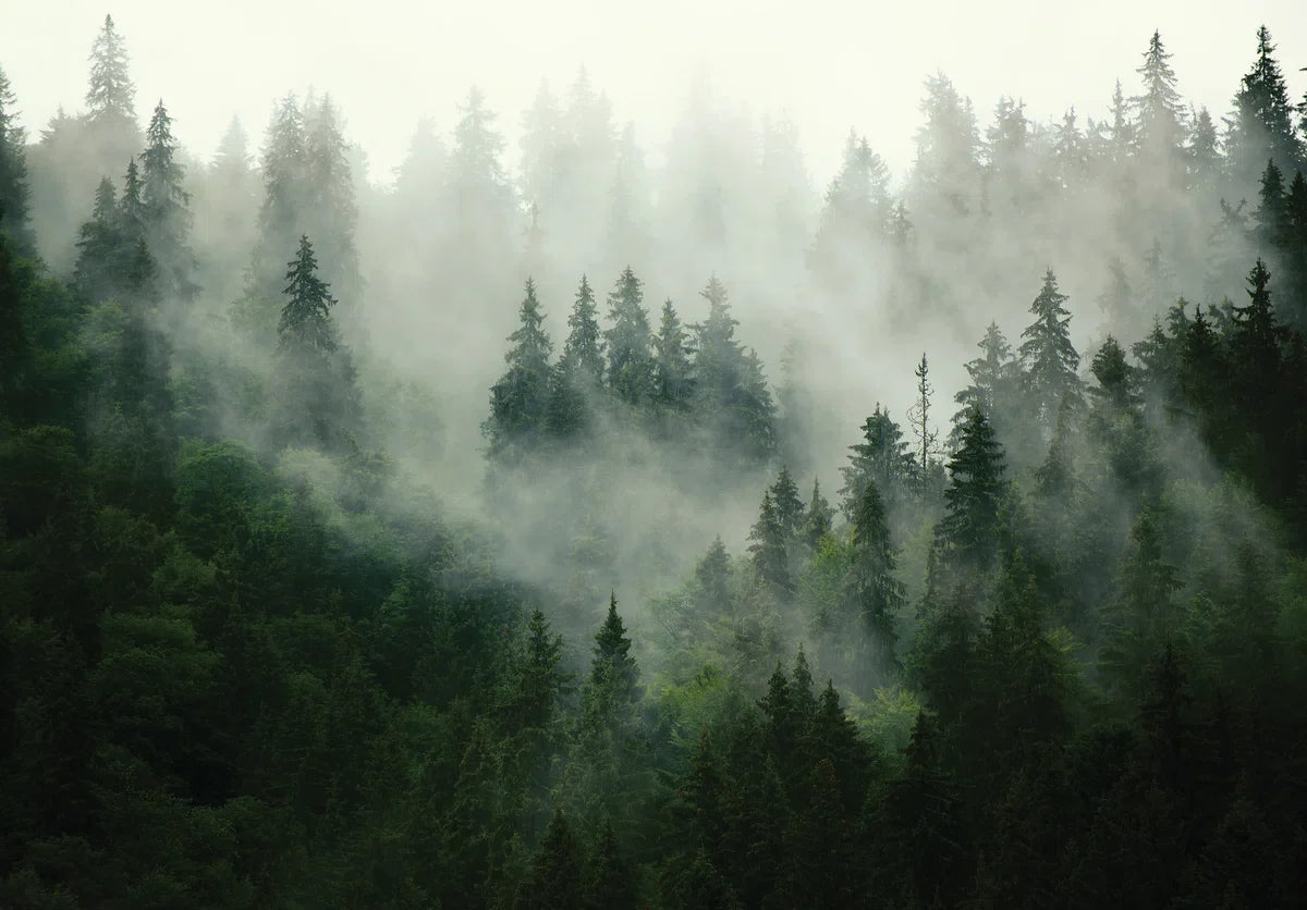 Fotobehang - Vliesbehang - Mistig Bos - Dennenbos in de Mist - 368 x 254 cm