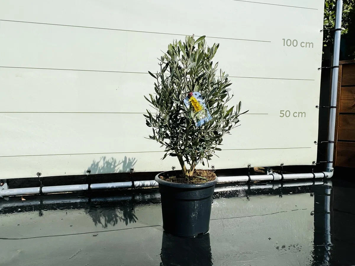 Olijfboom - Olea Europea - Olijfstruik - Winterhard - Pot Ø 20cm - Hoogte 70-80cm
