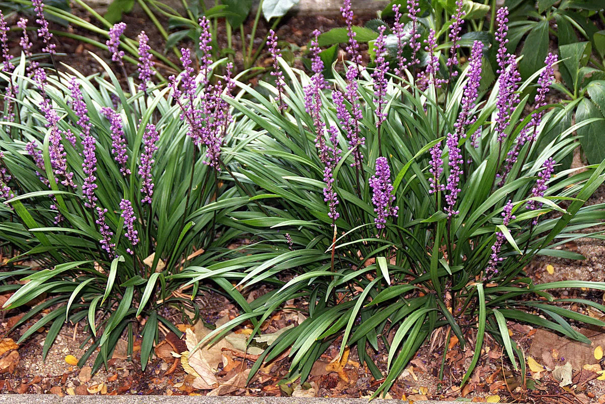 12x Liriope muscari 'Royal Purple' - Leliegras in p9 (0,5 liter) pot
